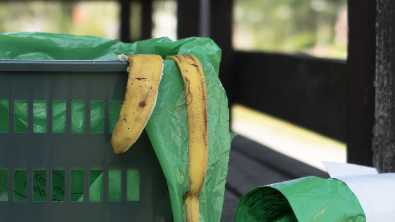 The Green bag