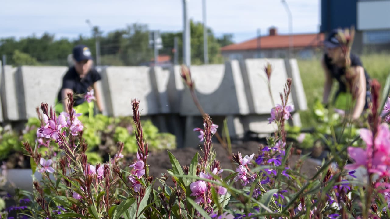 Vi söker sommarvikarier till park och vatten!