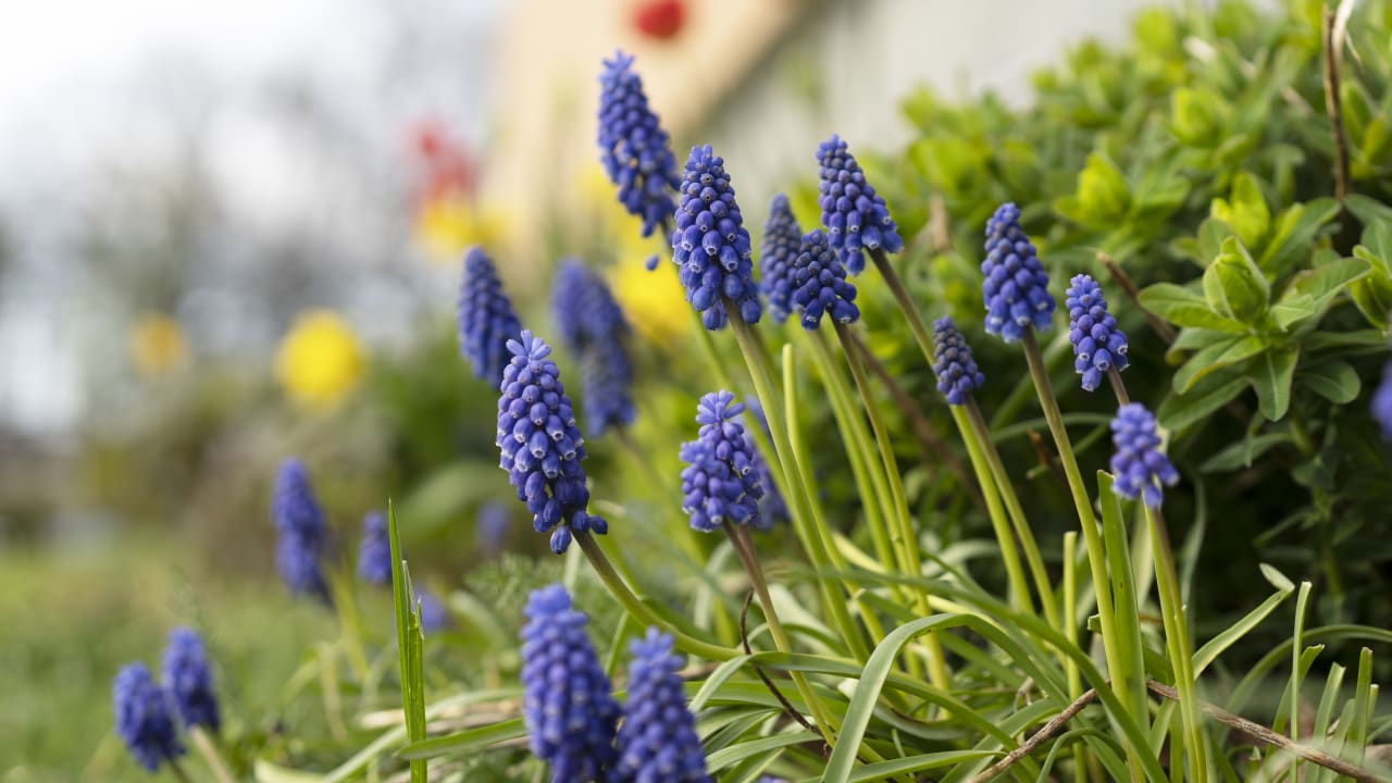 Under nationaldagen håller vi stängt