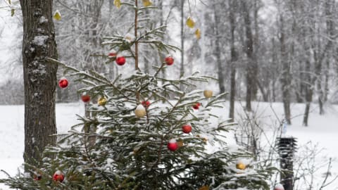 Vi önskar god jul och gott nytt år!